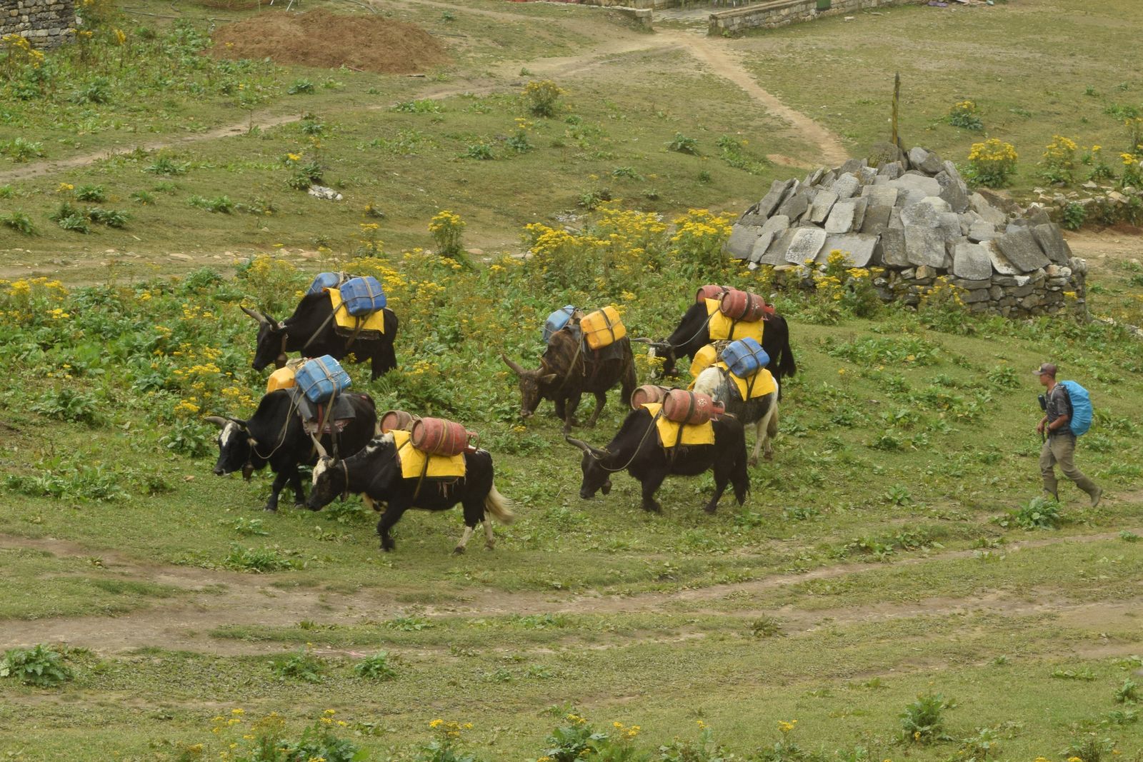 Yaks carrying loads on the trail between Kyangjuma and Pangboche